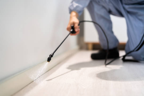 Licensed Wasp Removal service in Brentwood, MD - Show Me Pest Control